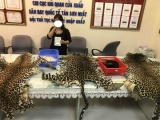 Phát hiện nữ hành khách 'xách tay' vật phẩm động vật hoang dã trị giá 2 tỷ đồng