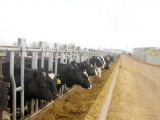 Vinamilk nhập thêm hơn 2.000 con bò sữa cao sản từ Mỹ