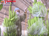 Cảnh giác với 13 doanh nghiệp nhập khẩu trái cây có dấu hiệu lừa đảo tại UAE