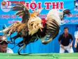Cuốn hút, ngoạn mục Hội thi chọi gà tre nghệ thuật ở thị xã Tân Châu, An Giang