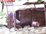 Hà Nội: Nạo vét hồ Định Công để làm nơi...thả vịt, nuôi lợn