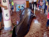 Cá voi nặng hơn một tấn dạt vào bờ biển Phú Yên