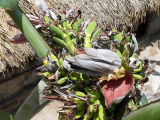 Thanh Hóa: Người dân đổ xô đi xem cây chuối hột kỳ lạ nở 21 hoa