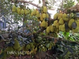 Kỳ lạ cây mít 500 trái mọc trĩu trịt từ gốc đến ngọn ở Quảng Ngãi