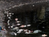 Hà Nội: Cá chết hàng loạt trên hồ Hoàng Cầu do...sốc nhiệt?