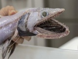 Bắt được “quái ngư” có hàm răng kì dị ở vực biển sâu 4.000 m