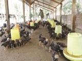 Giá gà thịt giảm liên tục, người chăn nuôi ở Trà Vinh lỗ nặng
