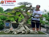Nghệ nhân Nguyễn Ánh Dương và mối lương duyên với nghệ thuật bonsai