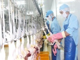 Nhật Bản đồng ý nhập khẩu thịt gà Việt Nam
