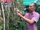 Khám phá 'rừng' hoa lan đẹp - độc - lạ ít người biết ở ngay trung tâm Hà Nội