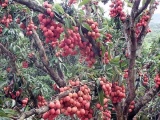 Bắc Giang: Nông dân làm giàu nhờ “bắt” vải thiều mọc từ... thân cây