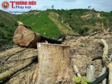 Thanh Hóa: Nhức nhối nạn phá rừng nghèo kiệt để trồng keo