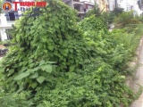 Cây cỏ dại mọc cao um tùm ở nhiều tuyến đường Hà Nội