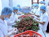 Thêm nhiều DNVN bị lừa đảo khi xuất khẩu nông sản sang UAE