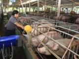 Giá thịt lợn tăng mạnh, người nuôi không nên vội lạc quan
