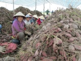 Vĩnh Long: Nông dân điêu đứng vì khoai lang đỏ rớt giá thảm hại