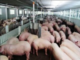 Người chăn nuôi hoang mang vì giá lợn hơi tăng giảm thất thường