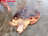 Quảng Trị: Rùa biển quý hiếm nặng 70 kg mắc lưới ngư dân