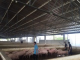 'Thủ phủ nuôi heo' tạm dừng hỗ trợ các dự án chăn nuôi