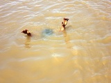 Hải Phòng: Ba học sinh tiểu học đuối nước dưới mương