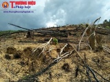 Thanh Hóa: Xử phạt hành chính các hộ gia đình phá rừng nghèo kiệt