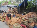 Bến Tre: Giá dừa khô nguyên liệu tăng cao kỷ lục