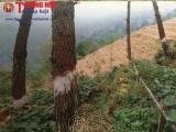 Vĩnh Phúc: Người dân kêu cứu vì rừng dự án 327 “chảy máu”