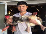 Lãi hơn 500 triệu đồng/năm nhờ nuôi gà Đông Tảo