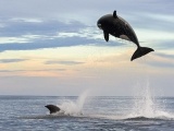Cá voi sát thủ tung mình vồ hụt cá heo