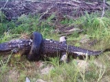 Cá sấu dài gần 4 mét chết thảm vì bị lốp xe thít cổ