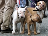Dắt chó ra đường không rọ mõm có thể bị phạt 1 triệu đồng