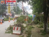 Hà Nội: Đánh chuyển 130 cây xanh trên đường Kim Mã