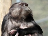 Lý giải hành vi ăn xác con non của khỉ mẹ trong khu bảo tồn Italy
