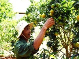 Nông dân Lâm Đồng thu tiền tỷ từ cây quýt đường canh