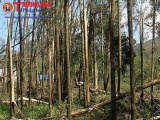 Hà Tĩnh đề nghị các DN thu mua gỗ rừng gãy đổ sau bão