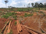 Thanh tra toàn diện vụ mất 53 ha rừng tại Đắk Nông
