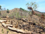 Tạm giam 2 nghi phạm vụ tàn phá gần 61 ha rừng ở Bình Định