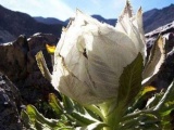 Trà sen tuyết, trà hoa hồng Tây Tạng: Chỉ đại gia mới mua được