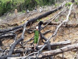 Quảng Nam: Khởi tố, bắt tạm giam đối tượng phá rừng phòng hộ Tiên Lãnh