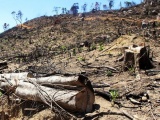 Bắt nghi phạm chủ mưu vụ phá gần 61 ha rừng ở Bình Định