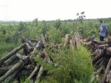 Đắk Lắk: Nguyên giám đốc bị bắt vì hủy hoại rừng