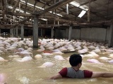 Thanh Hóa tiêu hủy 6.000 con lợn chết đuối, khắc phục ô nhiễm môi trường
