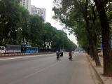 Hà Nội bắt đầu di dời hơn 1.000 cây ở đường Phạm Văn Đồng