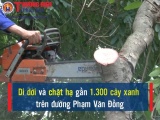 Hà Nội: Khởi động việc di dời, chặt hạ 1.159 cây xanh trên đường Phạm Văn Đồng