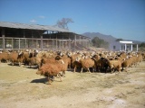 Giá thịt cừu tăng cao, nông dân Ninh Thuận phấn khởi