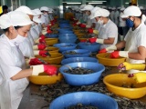 Nhiều triển vọng xuất khẩu tôm Việt Nam sang Hàn Quốc