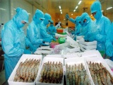 Vì sao châu Âu 'rút thẻ vàng' với hải sản Việt Nam?