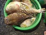 Bình Thuận: 1 người chết, 4 người nguy kịch vì ăn cá nóc