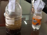 7 người ngộ độc ở Thái Bình do rượu ngâm cà độc dược