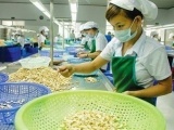 12 năm liên tiếp Việt Nam đứng đầu thế giới về xuất khẩu điều